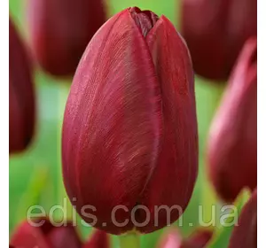 Тюльпан Тріумф National Velvet (National Вельвет) 3 цибулинки Тюльпан Тріумф National Velvet (National Вельвет) 3 цибулинки
