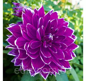 Жоржина високоросла Praemie 18 Жоржина високоросла Praemie 18