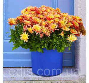 Хризантема Dreamstar Lachs (Дрімстар Лекс) Хризантема Dreamstar Lachs (Дрімстар Лекс)