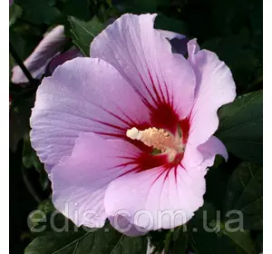 Гібіскус сирійський Pink Flirt (Пінк Флірт) Гібіскус сирійський Pink Flirt (Пінк Флірт)