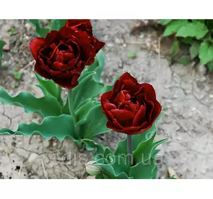 Тюльпан махровий пізній Uncle Tom (Анкл Том) 3 цибулинки Тюльпан махровий пізній Uncle Tom (Анкл Том) 3 цибулинки