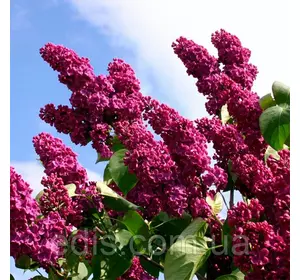 Бузок Пам'яті Людвіга Шпета Бузок Пам'яті Людвіга Шпета