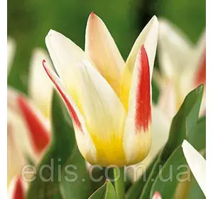 Тюльпан гібрид Грейга Johann Strauss (Йоган Штаус) Тюльпан гібрид Грейга Johann Strauss (Йоган Штаус)