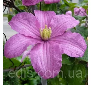 Клематис Comtesse de Bouchaud (Комтесс де Бушо) Клематис Comtesse de Bouchaud (Комтесс де Бушо)