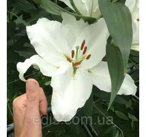 Лілія гігант Appleton (Епплтон) 1 цибулина 14/16 Лілія гігант Appleton (Епплтон) 1 цибулина 14/16