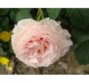 Троянда Містер Гамільтон (Mister Hamilton) англійська флорібунда Троянда Містер Гамільтон (Mister Hamilton) англійська флорібунда