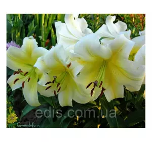 Лілія ОТ гібрид Yellow Bride (Єллоу Брайд) 1 цибулина 12/14 Лілія ОТ гібрид Yellow Bride (Єллоу Брайд) 1 цибулина 12/14