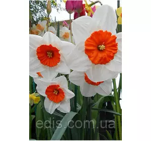 Нарцис Корончатий Professor Einstein (Професор Ейнштейн) 2 цибулини Нарцис Корончатий Professor Einstein (Професор Ейнштейн) 2 цибулини