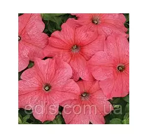 Петунія гігантська Млади F1, 10 насінин-драже, серія PREMIUM ТМ Яскрава Петунія гігантська Млади F1, 10 насінин-драже, серія PREMIUM ТМ Яскрава