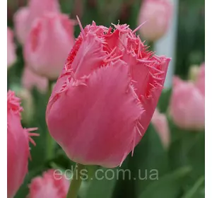 Тюльпан бахромчастий Cacharel (Кашарель) 3 цибулинки Тюльпан бахромчастий Cacharel (Кашарель) 3 цибулинки