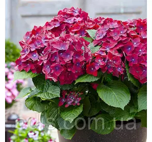 Гортензія великолисткова Hot Red Purple (Хот Ред Пурпл) у контейнері Гортензія великолисткова Hot Red Purple (Хот Ред Пурпл) у контейнері
