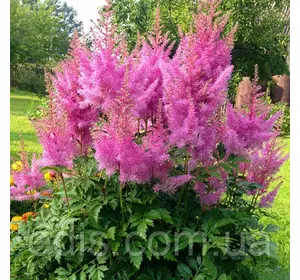 Астільба Gloria Purpurea (Глорія Пурпуреа) Астільба Gloria Purpurea (Глорія Пурпуреа)