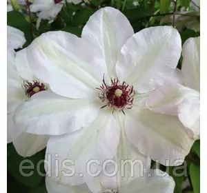 Клематис Miss Bateman (Міс Бейтман/ Міс Бейтмен) Клематис Miss Bateman (Міс Бейтман/ Міс Бейтмен)