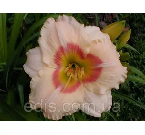 Лілейник Siloam Ethel Smith Лілейник Siloam Ethel Smith