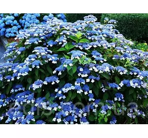 Гортензія Bluebird (Блюбьорд) у контейнері 0,5 Гортензія Bluebird (Блюбьорд) у контейнері 0,5