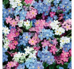 Незабудка суміш 0.2 г Незабудка суміш 0.2 г