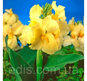 Канна низькоросла Yellow Futurity Канна низькоросла Yellow Futurity