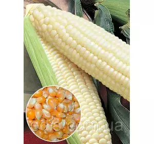 Кукурудза Русалка 500 г, вагове насіння Яскрава Кукурудза Русалка 500 г, вагове насіння Яскрава
