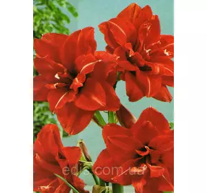 Гіппеаструм махровий Red Peacock / Ред Пікок / 1 цибулина 24/26 Гіппеаструм махровий Red Peacock / Ред Пікок / 1 цибулина 24/26