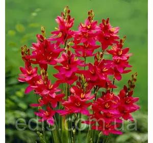 Іксія Venus (Венус) , 5 цибулин Іксія Venus (Венус) , 5 цибулин