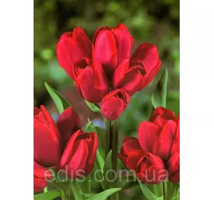 Тюльпан мультифлора Silhouette Bouguet 3 цибулинки Тюльпан мультифлора Silhouette Bouguet 3 цибулинки