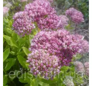 Очиток (седум) помилковий Діамант Очиток (седум) помилковий Діамант