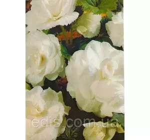 Бегонія бульбова махрова Біла, 1 бульба Бегонія бульбова махрова Біла, 1 бульба