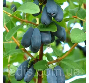 Жимолость Синій Птах Жимолость Синій Птах