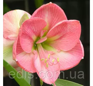 Гіппеаструм простий Susan (Сюзен) 1 цибулина 24/26 Гіппеаструм простий Susan (Сюзен) 1 цибулина 24/26