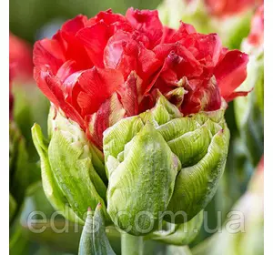 Тюльпан махровий Bull's Eye (Бул'з Ай) 3 цибулини Тюльпан махровий Bull's Eye (Бул'з Ай) 3 цибулини