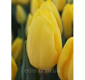 Тюльпан Тріумф Strong Gold (Стронг Голд) 3 цибулинки Тюльпан Тріумф Strong Gold (Стронг Голд) 3 цибулинки