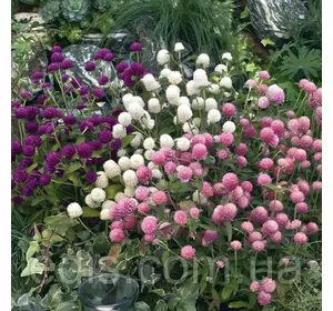 Гомфрена Шаровидна суміш 0,1 г, насіння Яскрава Гомфрена Шаровидна суміш 0,1 г, насіння Яскрава