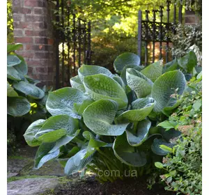 Хост Abiqua Drinking Gourd (Абіка Дрінкінг Горд) у горщику Хост Abiqua Drinking Gourd (Абіка Дрінкінг Горд) у горщику