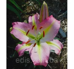 Лілія орієнтальна Tom Pouce (Том Поуце) 1 цибулина 12/14 Лілія орієнтальна Tom Pouce (Том Поуце) 1 цибулина 12/14