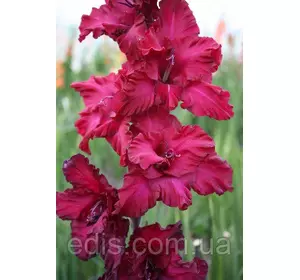 Гладіолус гофрований Mighty Joe Frizzle 3 шт./уп. Гладіолус гофрований Mighty Joe Frizzle 3 шт./уп.