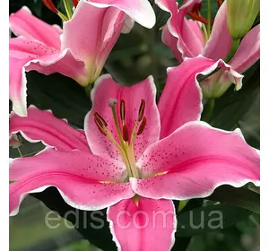 Лілія орієнтальна Marlon 1 цибулина 12/14 Лілія орієнтальна Marlon 1 цибулина 12/14