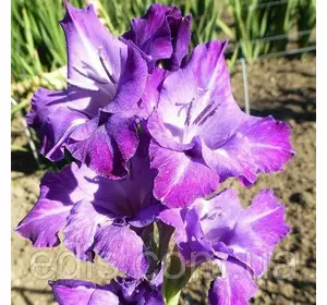 Гладіолус Blue Isle 3 шт./уп., великоквітковий Гладіолус Blue Isle 3 шт./уп., великоквітковий