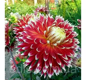 Жоржина гігантська Akita Жоржина гігантська Akita