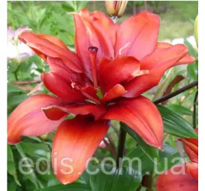Лілія азіатська махрова Coctail Twins (Коктейль Твінс) 1 цибулина 12/14 Лілія азіатська махрова Coctail Twins (Коктейль Твінс) 1 цибулина 12/14