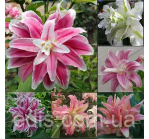 Лілія Махрова орієнтальна суміш 5 шт./уп. Лілія Махрова орієнтальна суміш 5 шт./уп.