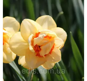 Нарцис Махровий Dinky-Waylon (Дінки) Бронзовий колір! 2 шт./уп. Нарцис Махровий Dinky-Waylon (Дінки) Бронзовий колір! 2 шт./уп.