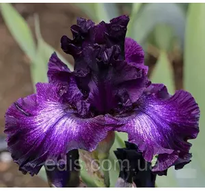 Ірис бородатий високий Bubble Bubble (Бабл Бабл) Ірис бородатий високий Bubble Bubble (Бабл Бабл)