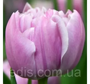 Тюльпан Katinka (Катінка) махровий пізній 3 цибулини Тюльпан Katinka (Катінка) махровий пізній 3 цибулини