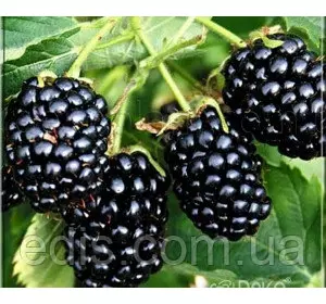 Ожина Лох Мері (Loch Maree) середньорання Ожина Лох Мері (Loch Maree) середньорання