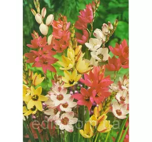 Іксія суміш 5 цибулин/уп. Іксія суміш 5 цибулин/уп.