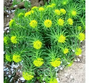 Молочай кипарисовий (Еуфорбія кипарисова), саджанець Молочай кипарисовий (Еуфорбія кипарисова), саджанець