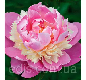 Півонія Sorbet (Сорбет) кореневище Півонія Sorbet (Сорбет) кореневище