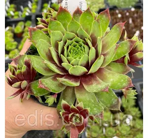 Молодило Mulberry Wine Молодило Mulberry Wine