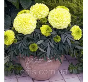 Чорнобривці низькорослі Antigua Yellow F1 5 насінин в оболонці, Яскрава PREMIUM Чорнобривці низькорослі Antigua Yellow F1 5 насінин в оболонці, Яскрава PREMIUM