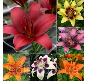 Колекція лілій азіатський, Tango, ЛА-гібридів 25 сортів/ 25 цибулин Колекція лілій азіатський, Tango, ЛА-гібридів 25 сортів/ 25 цибулин